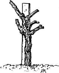 Fig. 29. Vine of Fig. 28 after pruning for vase-formed
head.