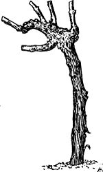 Fig. 32. Four-year-old vine pruned for high vase-formed
head.