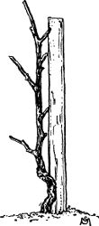 Fig. 34. Vertical cordon, young vine pruned.