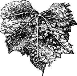 Fig. 36. Leaf-galls of the phylloxera.