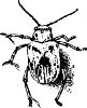Fig. 38. Root-worm beetle.