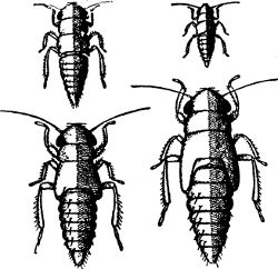 Fig. 41. First four stages of the grape leaf-hopper.
(Enlarged.)
