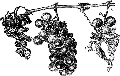 Fig. 44. Work of black-rot of the grape.