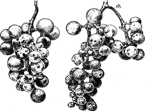 Fig. 45. Grapes attacked by downy-mildew.