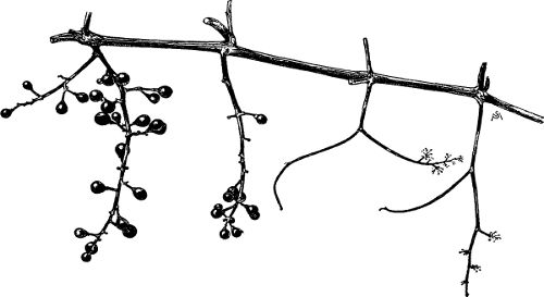 Fig. 51. Staminate and perfect clusters on one vine.