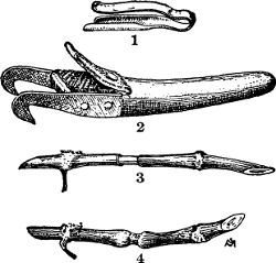 Fig. 52. Tools used in ringing grape-vines.