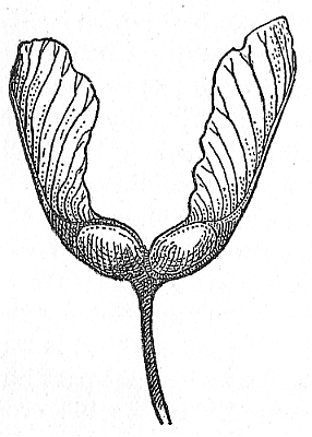 Maple Seed, with pair of wings