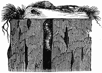 A worm-like animal holds itself in a vertical hole, waiting for dinner.