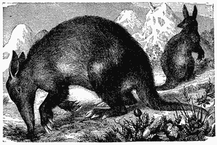 An anteater with its nose to the ground.