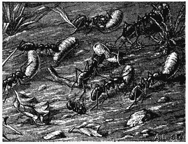 Ants hauling larvae.