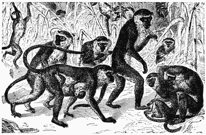 A group of small apes. Some carrying babies, others keeping watch.