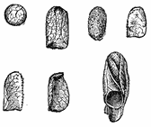 Several small objects that look like thimbles made of leaves.