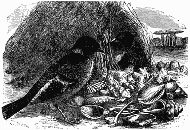 A dark bird stands before a nest that has a pile of shells in front of it.