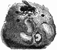 A cutaway view of a bee's nest, showing larvae in the cells.