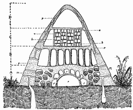 Cutaway view of termite mound, as described in the text.