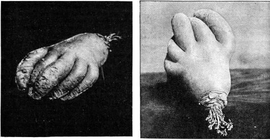 A TURNIP RESEMBLING A HUMAN HAND.