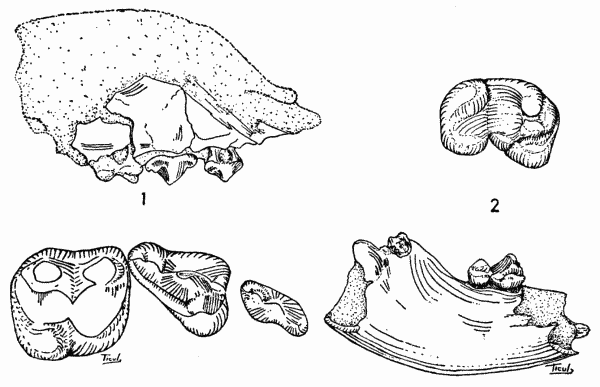 Fig. 1. Cynarctus fortidens, No. 11353 KU (Midwestern Univ. No. 2044).
Lateral view of holotype  1, and occlusal view of check-teeth  2.

Fig. 2. Cynarctus fortidens, No. 11354 KU (Midwestern Univ. No. 2045).
Lateral view of right lower mandible and m2  1 and oblique occlusal view
of m2  2.