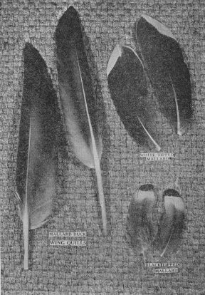 Page sized photograph of feathers.