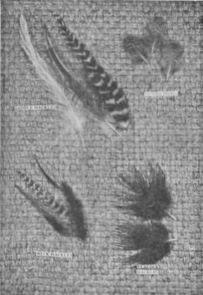 Page sized photograph of feathers.