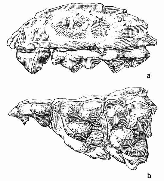 Fig. 1. Sinclairella dakotensis Jepsen, KU no. 11210, fragment of left maxillary
with P4 and M1-2; Orellan, Logan County, Colorado; drawings by Mrs. Judith
Hood: a, labial view; b, occlusal view; both approximately  9.