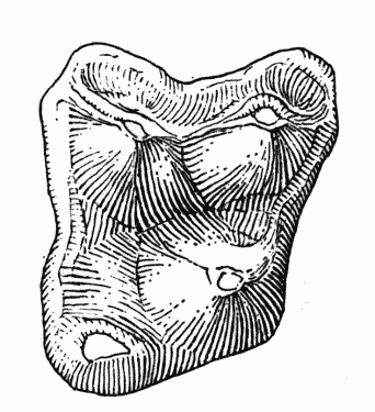 Fig. 2. Sinclairella dakotensis
Jepsen, UCM no. 21073, right M2; Orellan, Weld County, Colorado;
drawing by Mrs. Judith Hood: occlusal view, approximately  9.