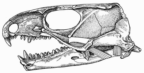 Fig. 2. Captorhinus. Internal aspect of skull, showing anterior
and posterior pterygoid muscles. Same specimen shown in Fig. 1.  2.