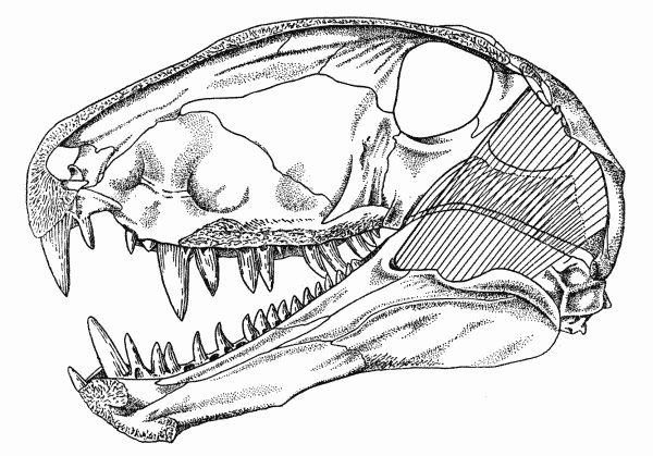 Fig. 5. Dimetrodon. Internal aspect of skull, showing masseter and
temporal muscles. Skull modified from Romer and Price (1940).
Approx.  1/4.