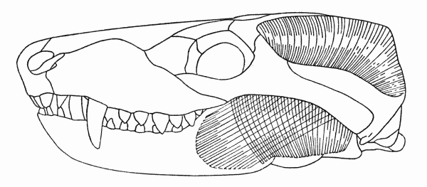 Fig. 7. Thrinaxodon. Showing masseter and temporal muscles.
Skull after Romer (1956). Approx.  7/10.