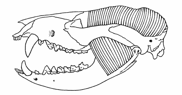 Fig. 8. Didelphis marsupialis. Showing masseter and
temporal muscles. Skull KU 3780, 1 mi. N Lawrence,
Douglas Co., Kansas.  3/5.