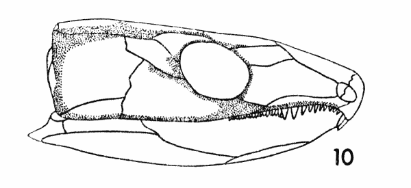 Fig. 10. Captorhinus. Diagram,
showing areas of internal thickening. Approx.  1.