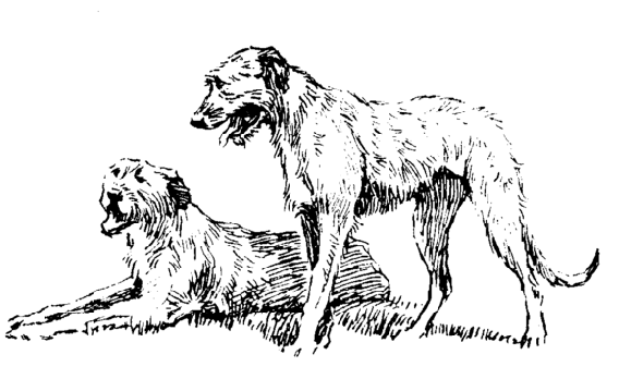 standing wolfhound with reclining wolfhound
