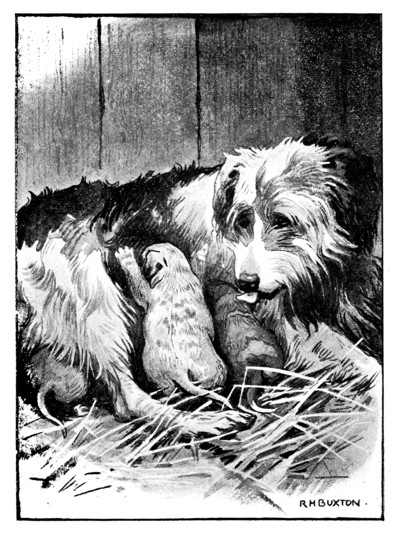 sheepdog nursing puppies