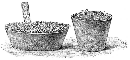 Fig. 17. Schaal met goed opgekomen zaden. Pot met gerepikeerde zaailingen