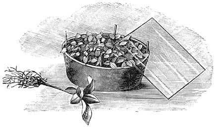 Fig. 18. Het leggen van een glasplaat op een pot met zaailingen. 
