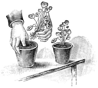 Fig. 19. Het planten van een sterk ontwikkelden zaailing.