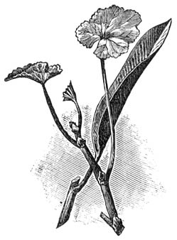 Fig. 21. Ficus en Pelargonium-stekken.