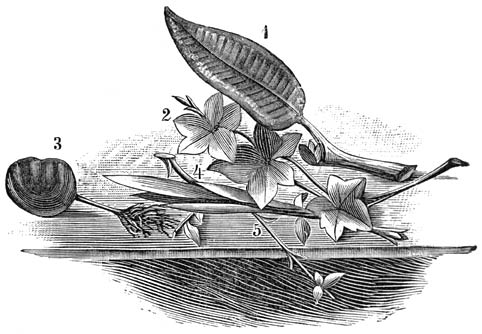 Fig. 23. Verschillende soorten van stekken.