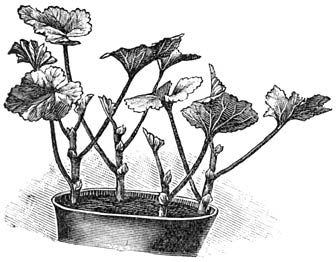 Fig. 25. Pot met Pelargonium stekken.