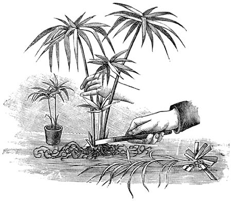 Fig. 29. Het scheuren van een Cyperus.—Bladstek van een Cyperus.