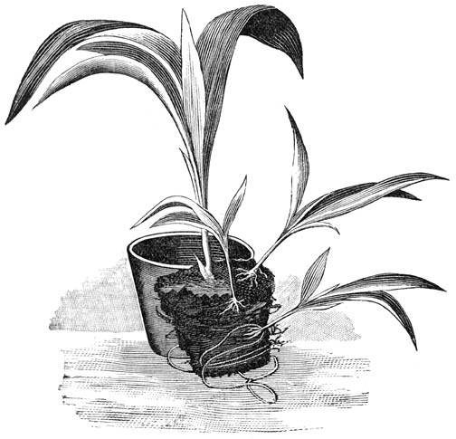 Fig. 31. Curculigo recurvata met wortelscheuten.