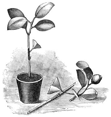 Fig. 34. Veredeld Oranjeboompje.