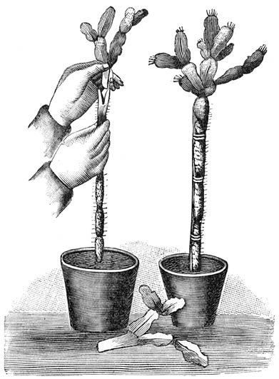 Fig. 35. Het veredelen van een Epiphyllum.
