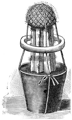 Fig. 37. Met een ring veredelde Cactus.