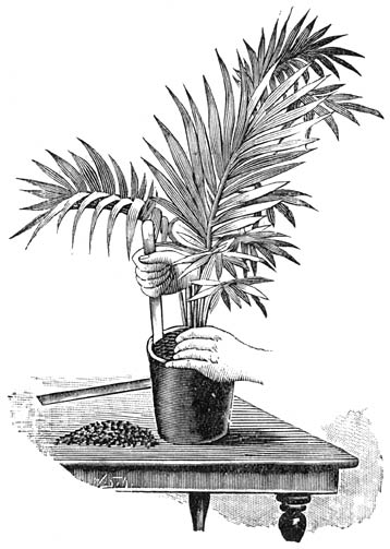 Fig. 43. Het verplanten van een Kentia met het verplantstokje.