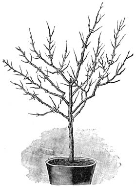 Fig. 48. Voorjaarssnoei eener Fuchsia.
