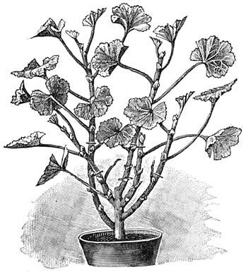 Fig. 49. Voorjaarssnoei eener Pelargonium.