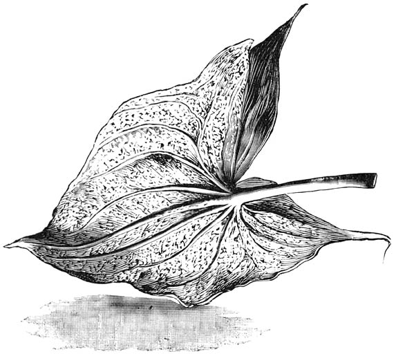 Fig. 54. Achterzijde van een blad van Sagittaria, aangetast door Roode-spin.