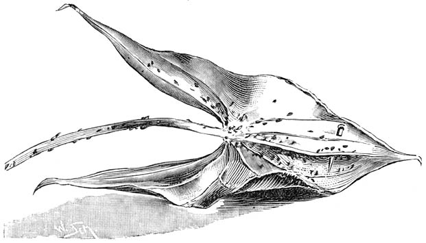 Fig. 56. Achterzijde van een Sagittaria-blad, sterk bezet met bladluizen.