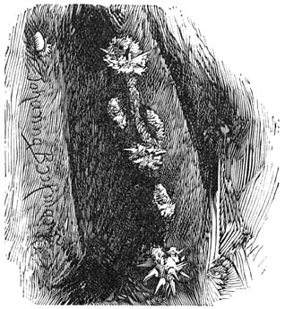 Fig. 57. Gedeelte van een Cactus met wolluizen bezet.