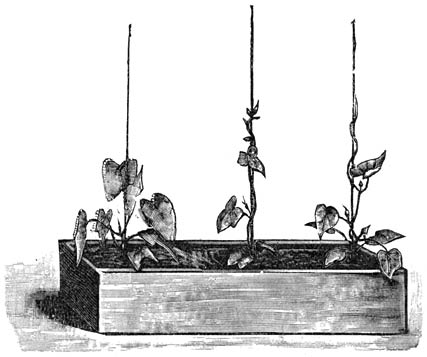 Fig. 66. Met Convolvulus (Winde) beplant bakje.